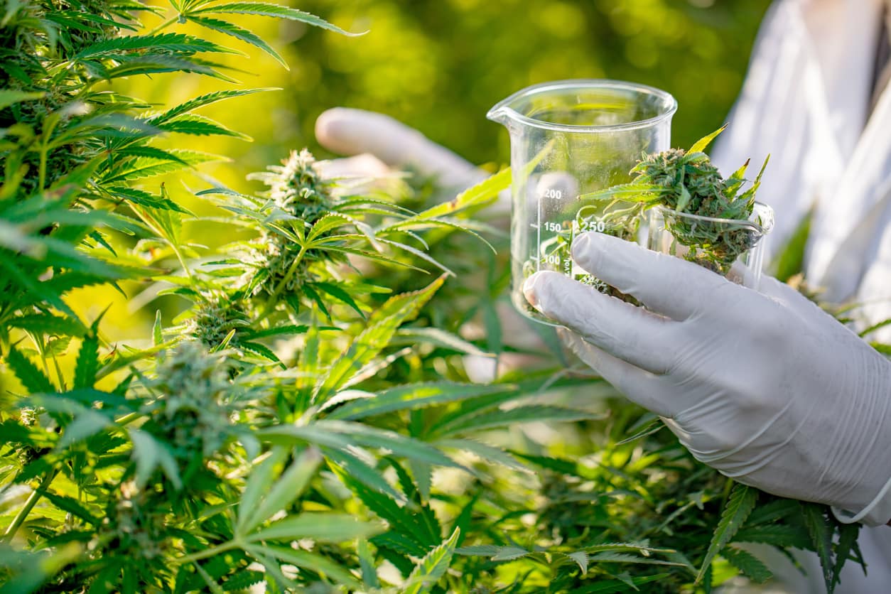 cbd oil