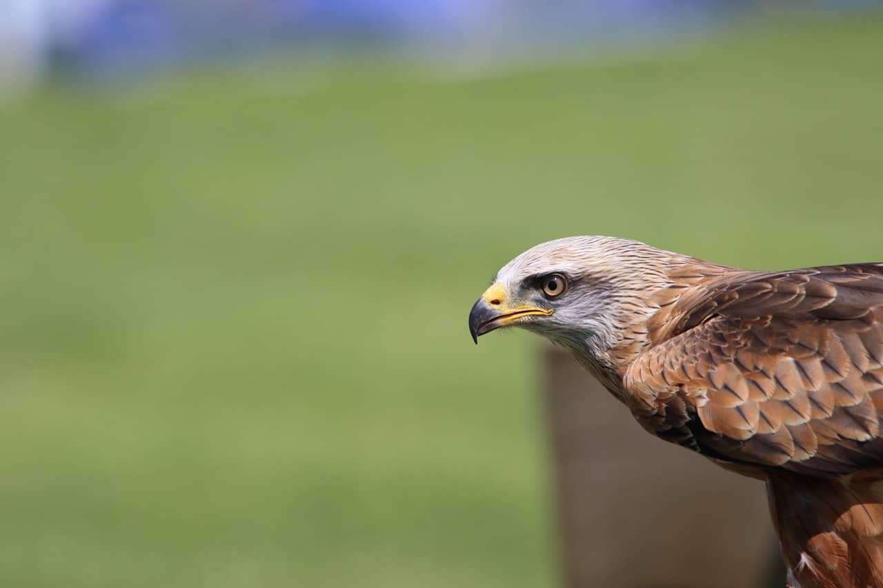an eagle perching