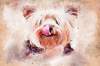 dog
