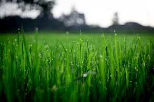 wet grass and morning dew in the morning