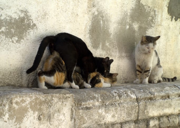 How to Deal with You Cat’s Heat Cycles