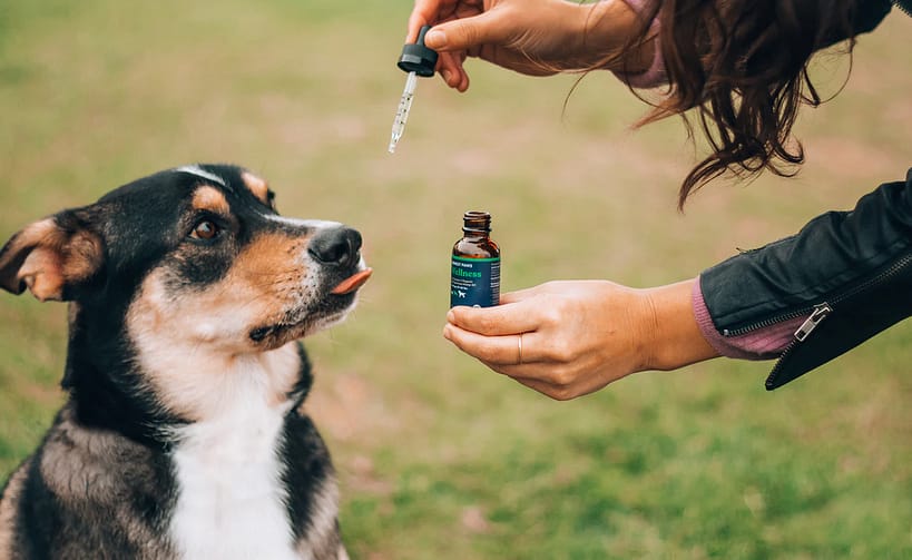 Ways to Choose the Best CBD Supplements for Your Dog