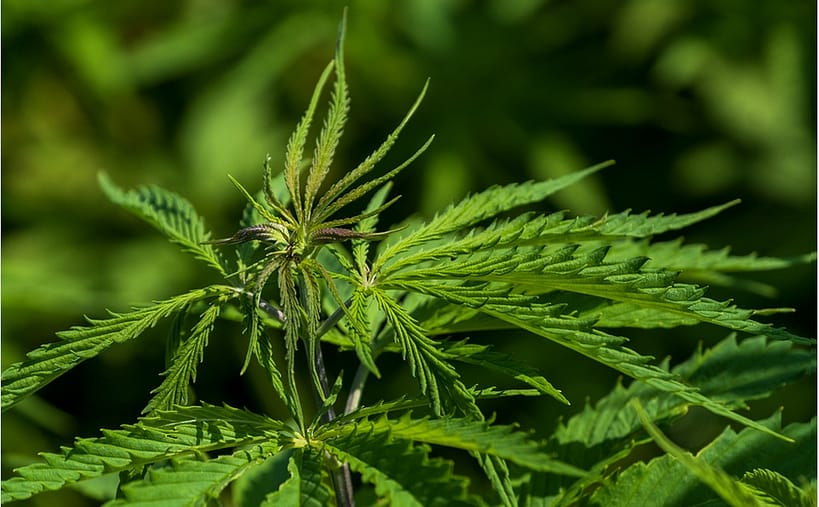 Various Ways of Consuming Weed