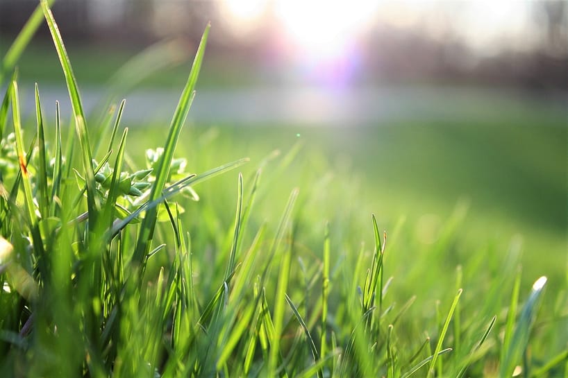 Reasons Why People Start Using Lawn Mower